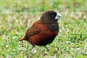 Cappuccino tricolore jigsaw puzzle