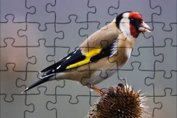 Cardellino jigsaw puzzle
