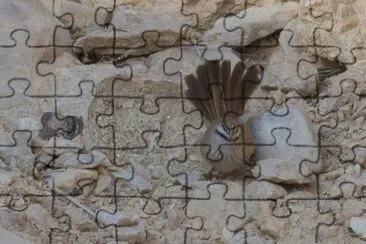 Codascura inquita jigsaw puzzle