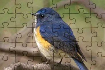 Codazzurro jigsaw puzzle