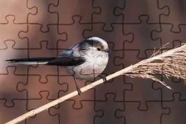 Codibugnolo jigsaw puzzle