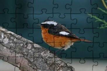 Codirosso algerino jigsaw puzzle