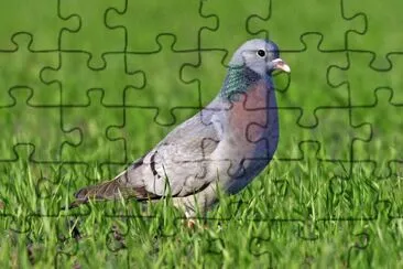 Colombella jigsaw puzzle