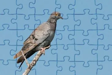 Colombella occhi gialli jigsaw puzzle