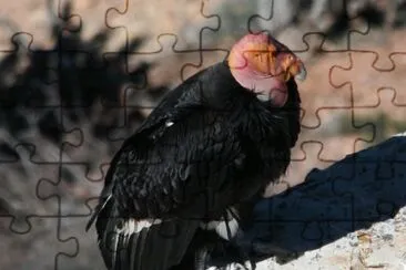 Condor della california jigsaw puzzle
