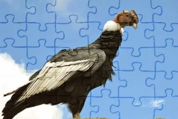 Condor delle ande jigsaw puzzle