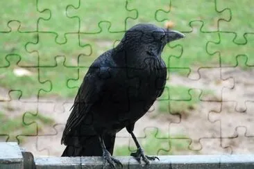 Cornacchia nera