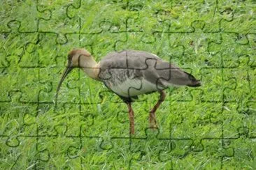Curacaca jigsaw puzzle