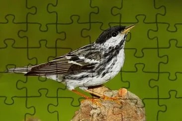 פאזל של Dendroica striata
