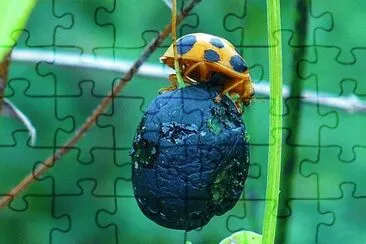 Ladybug4 jigsaw puzzle