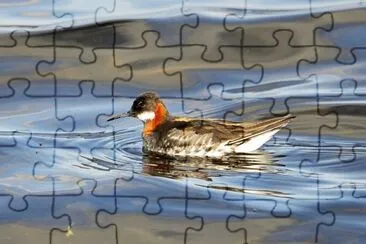 Falaropo becco sottile jigsaw puzzle