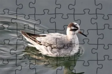 Falaropo beccolargo jigsaw puzzle