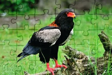 Falco giocoliere jigsaw puzzle