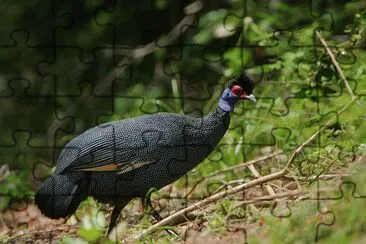 פאזל של Faraona crestata
