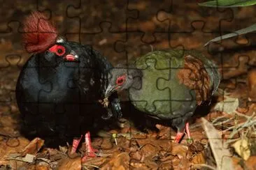 Fasianidi jigsaw puzzle