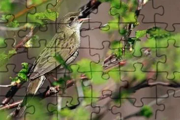 Forapaglie machiettate jigsaw puzzle