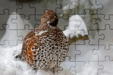 Francolino di monte jigsaw puzzle