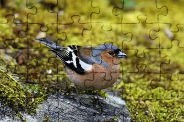 Fringuello jigsaw puzzle