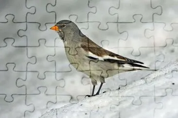 Fringuello alpino jigsaw puzzle