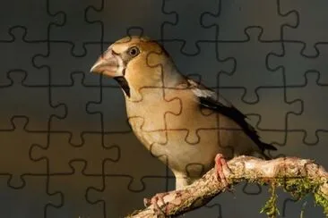 Frosone jigsaw puzzle