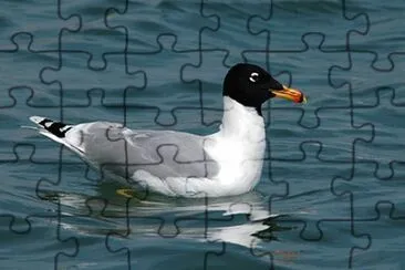Gabbiano del pallas jigsaw puzzle