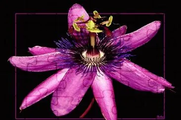 פאזל של Flor de la pasion 2