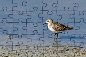 Gambecchio comune jigsaw puzzle