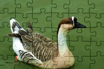 Ganso africano jigsaw puzzle
