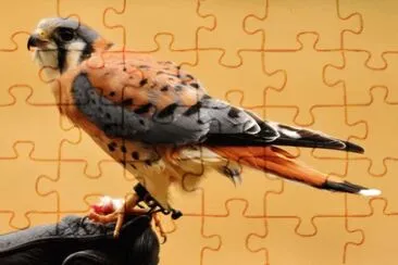 Gheppio americano jigsaw puzzle