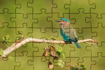 Ghiandaia marina indiana jigsaw puzzle