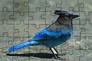 פאזל של Ghiandaia di Steller