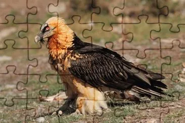 Gipeto jigsaw puzzle