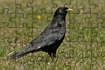פאזל של Gracchio alpino