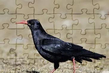 Gracchio corallino jigsaw puzzle