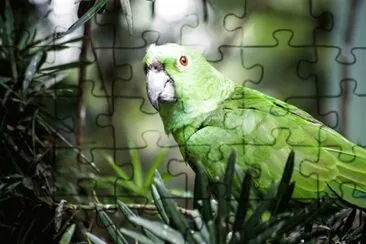 Grande ara verde