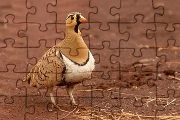 Grandule jigsaw puzzle