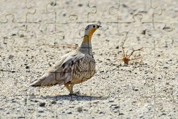 Grandule coronata
