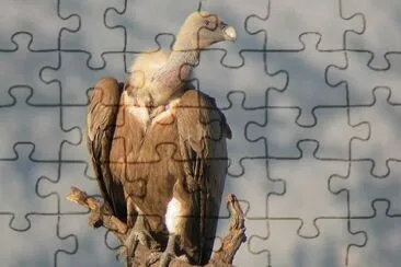 Grifone jigsaw puzzle