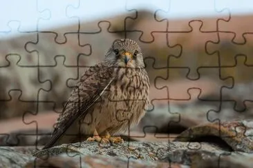 Grillaio jigsaw puzzle