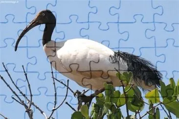 Ibis sacro jigsaw puzzle