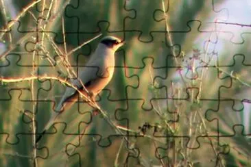 Ipocolio jigsaw puzzle