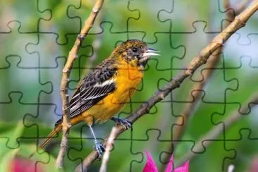 Ittero di Baltimora jigsaw puzzle