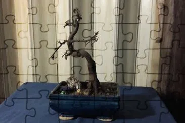 bonsai jigsaw puzzle