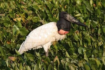 Jabiru jigsaw puzzle