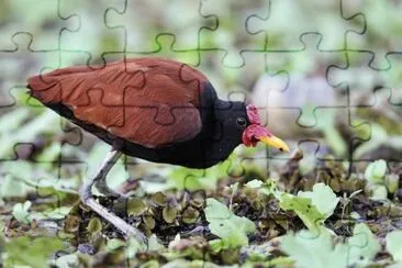Jacana jigsaw puzzle