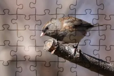 Junco jigsaw puzzle