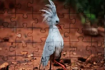 Kagu