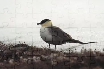 Labbo coda lunga jigsaw puzzle