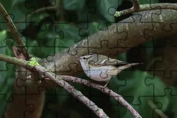 Lui di Hume jigsaw puzzle
