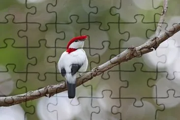 Manichino di araripe
